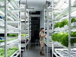 The 200sqm pop-up macro farm at the STH BNK By Beulah site