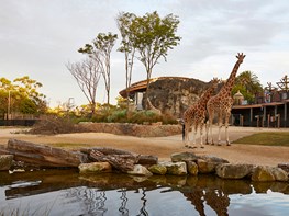 Taronga Zoo's African Savannah Project