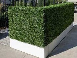 What to do and ask when buying artificial hedges