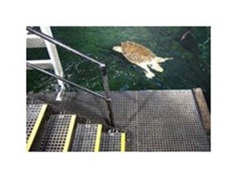 SC-R38 square mesh grating from Staircare Australia used to create access platform for Sydney Aquarium