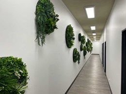 Green discs brighten up office hallway in Hamilton, Qld