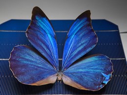 Butterfly wings inspire smart design solar windows