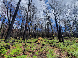 Gone in a puff of smoke: 52,000 sq km of ‘long unburnt’ Australian habitat has vanished in 40 years