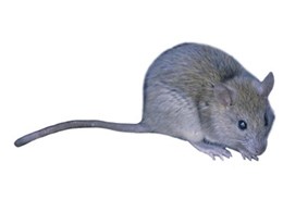 Termitrust protects buildings from rodents with pest management services