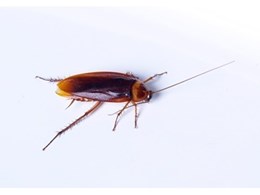 Cockroach pest control services supplied by Termitrust