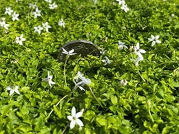 Trending garden ideas: Pratia pedunculata – White Star Creeper 