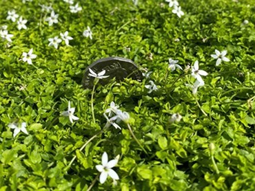Pratia pedunculata is a dainty, low growing ground cover that forms a carpet of green