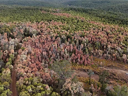 The Big Dry: Forests and shrublands are dying in parched Western Australia