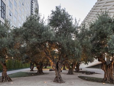 Century-old olive trees in Broad Museum Plaza, Los Angeles, CA. Photo: Hood Design Studio.
