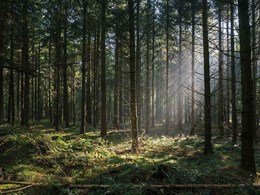 How Havwoods PurePlank ticks all the boxes for responsible forest management