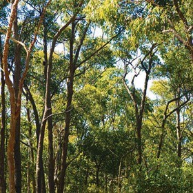 Boral Timber proves its sustainability credentials