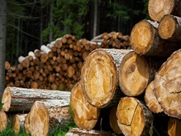 Is wood sustainable - How renewable & environmentally friendly is timber?