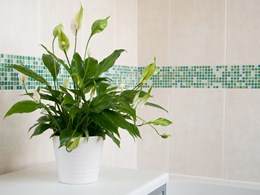 Keeping your bathroom free of odours and mould