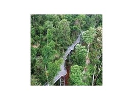 Arup celebrate opening of Mamu Rainforest Canopy Walkway