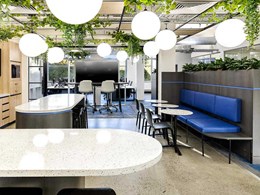 7 types of hanging plants add a natural vibe to SDN office