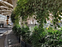 Green walls and facades add biophilic elements to Sydney International Airport