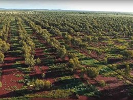 Australian reforestation gets a boost with new Carbon Neutral partnership