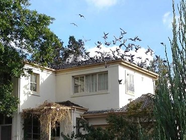 Pesky birds are a growing problem for many homeowners