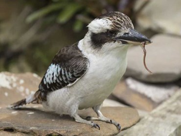 The laughing Kookaburra can help keep snails and snakes out of your backyard