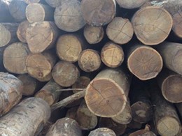 Eco Timber Group: Certified Sustainable