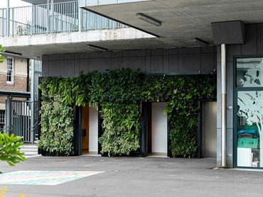 The green wall at Bourke Street Public School