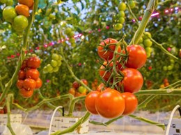 Philips Lighting’s first grow light project in NZ to help produce Campari tomatoes