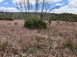 Biodiversity and resilience pushed to the limit after bushfires
