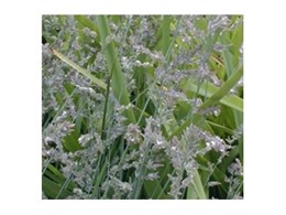 Native lavender grass from Diversity Plant Propagation